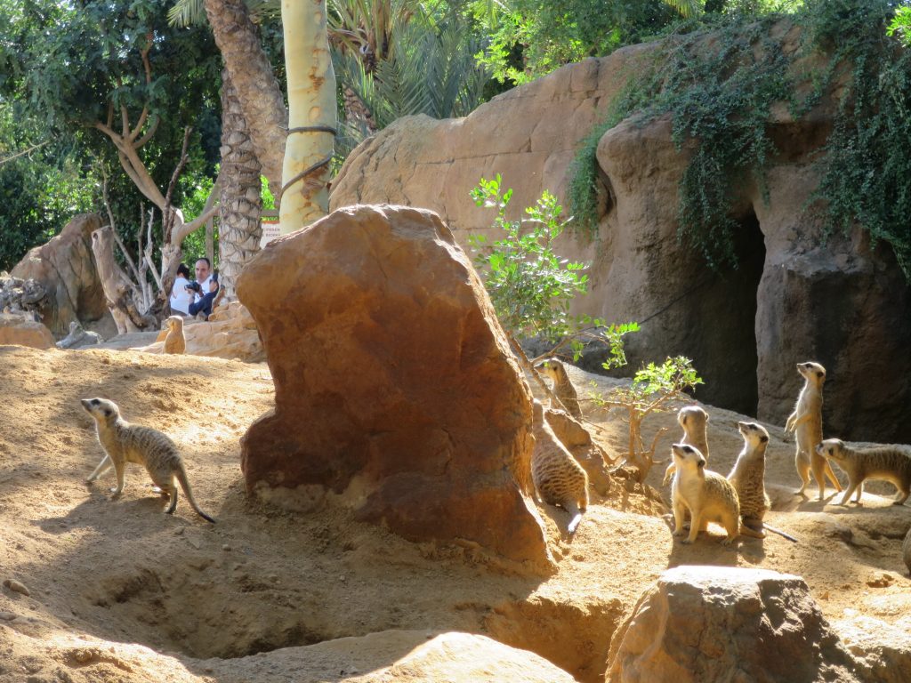 bioparc Valencia